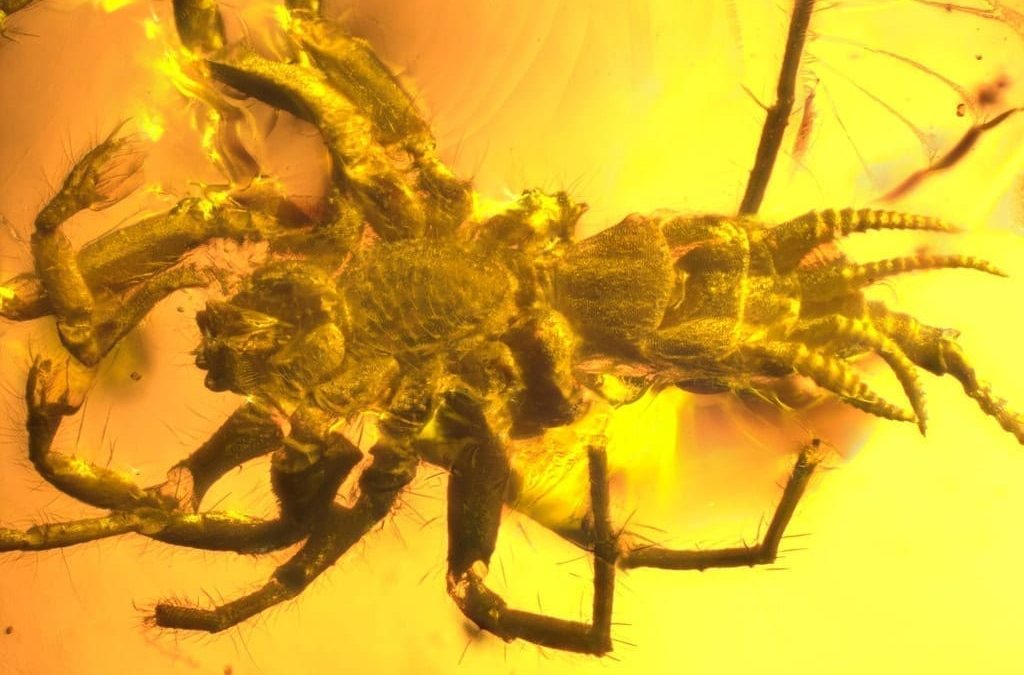 Monster Inspiration – 100 million year old spider found in amber