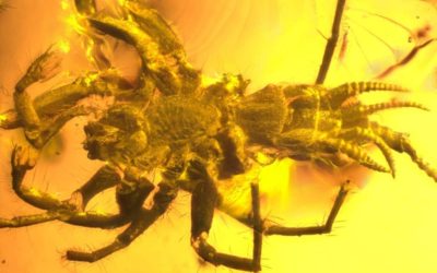 Monster Inspiration – 100 million year old spider found in amber